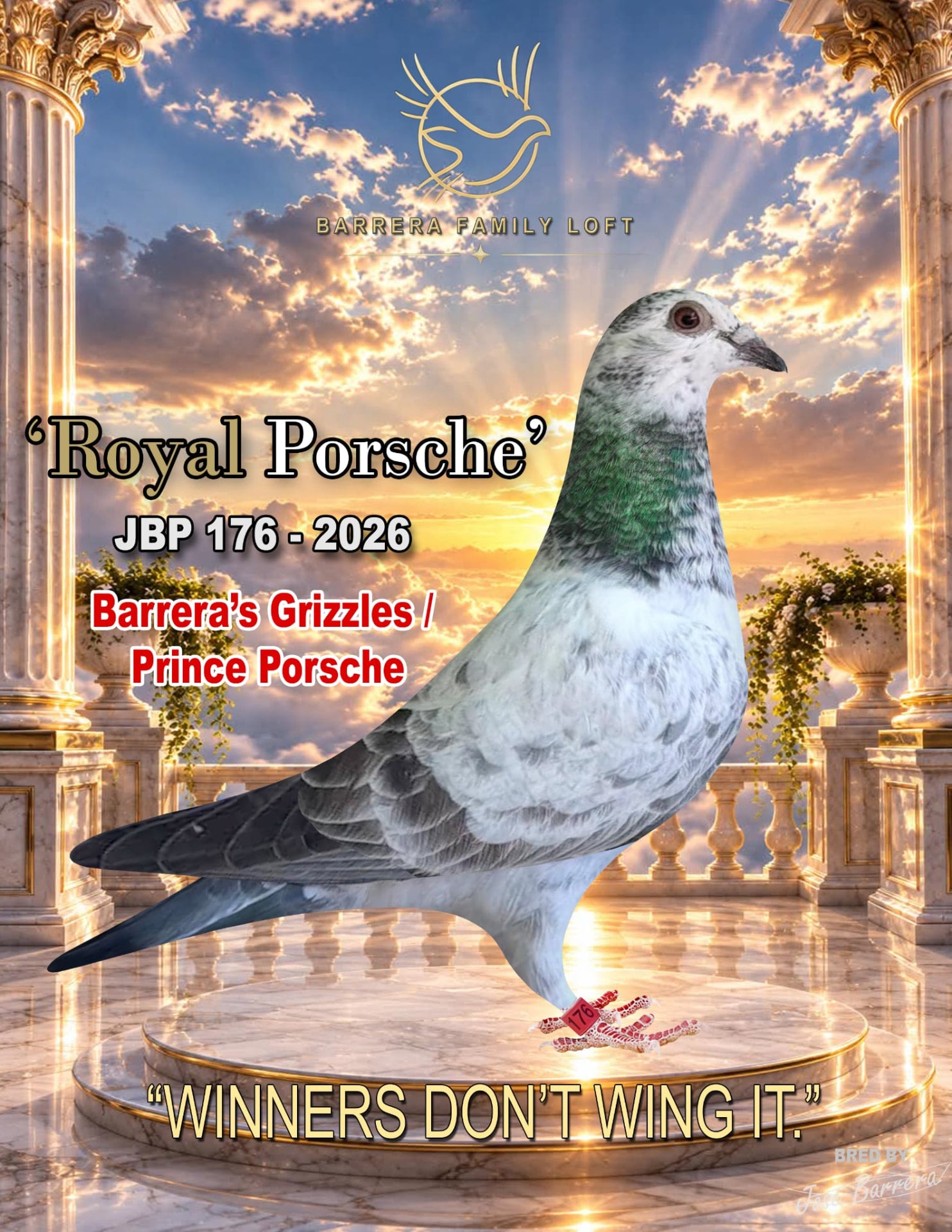 Royal Porsche — JBP 176-2026, Barrera's Grizzles / Prince Porsche racing pigeon bred by Barrera Family Loft