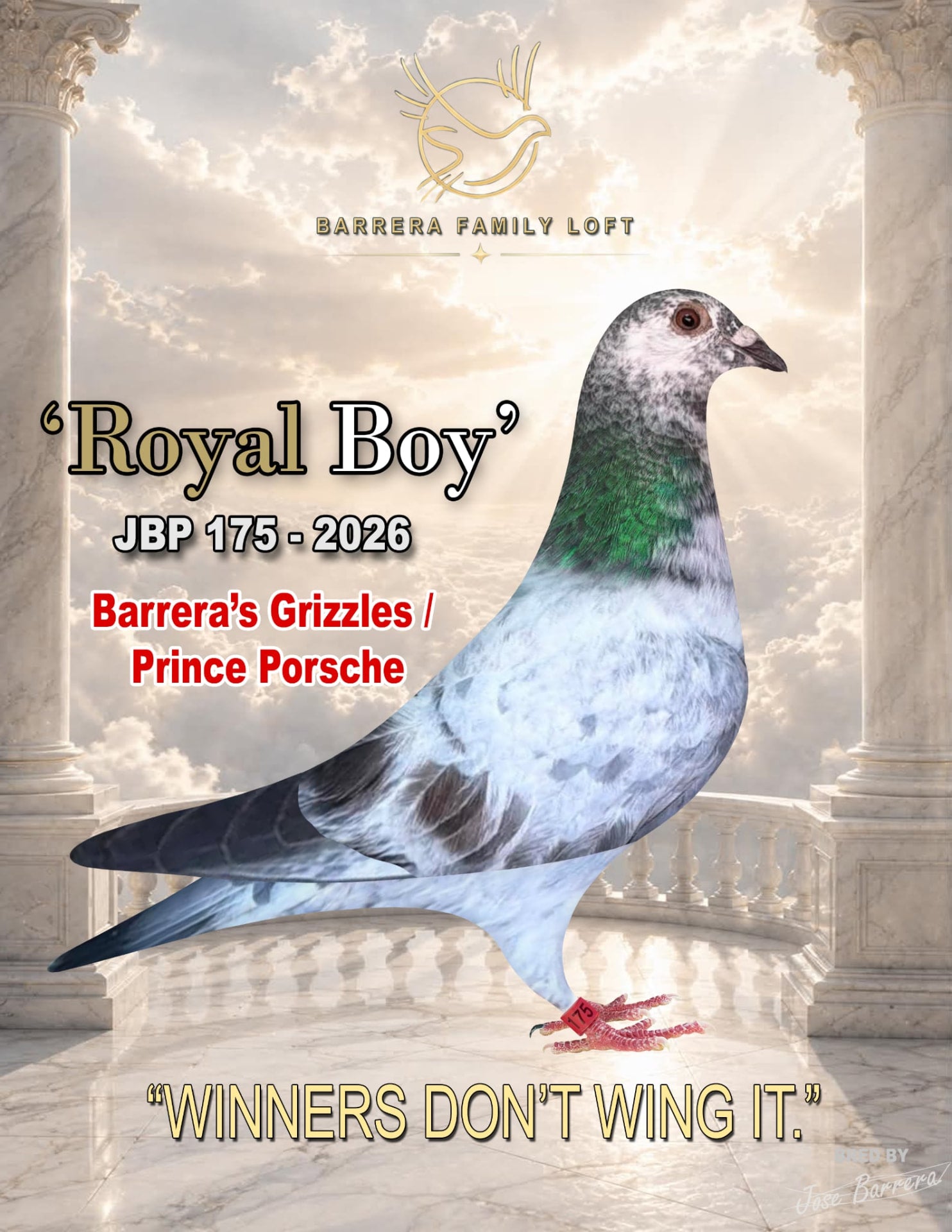 Royal Boy — JBP 175-2026, Barrera's Grizzles / Prince Porsche racing pigeon bred by Barrera Family Loft
