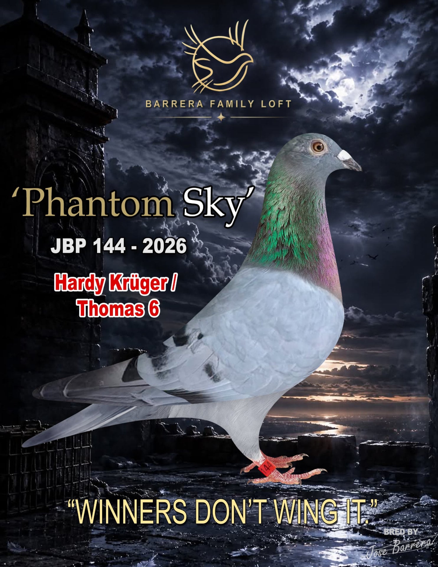 Phantom Sky JBP 144-2026 racing pigeon