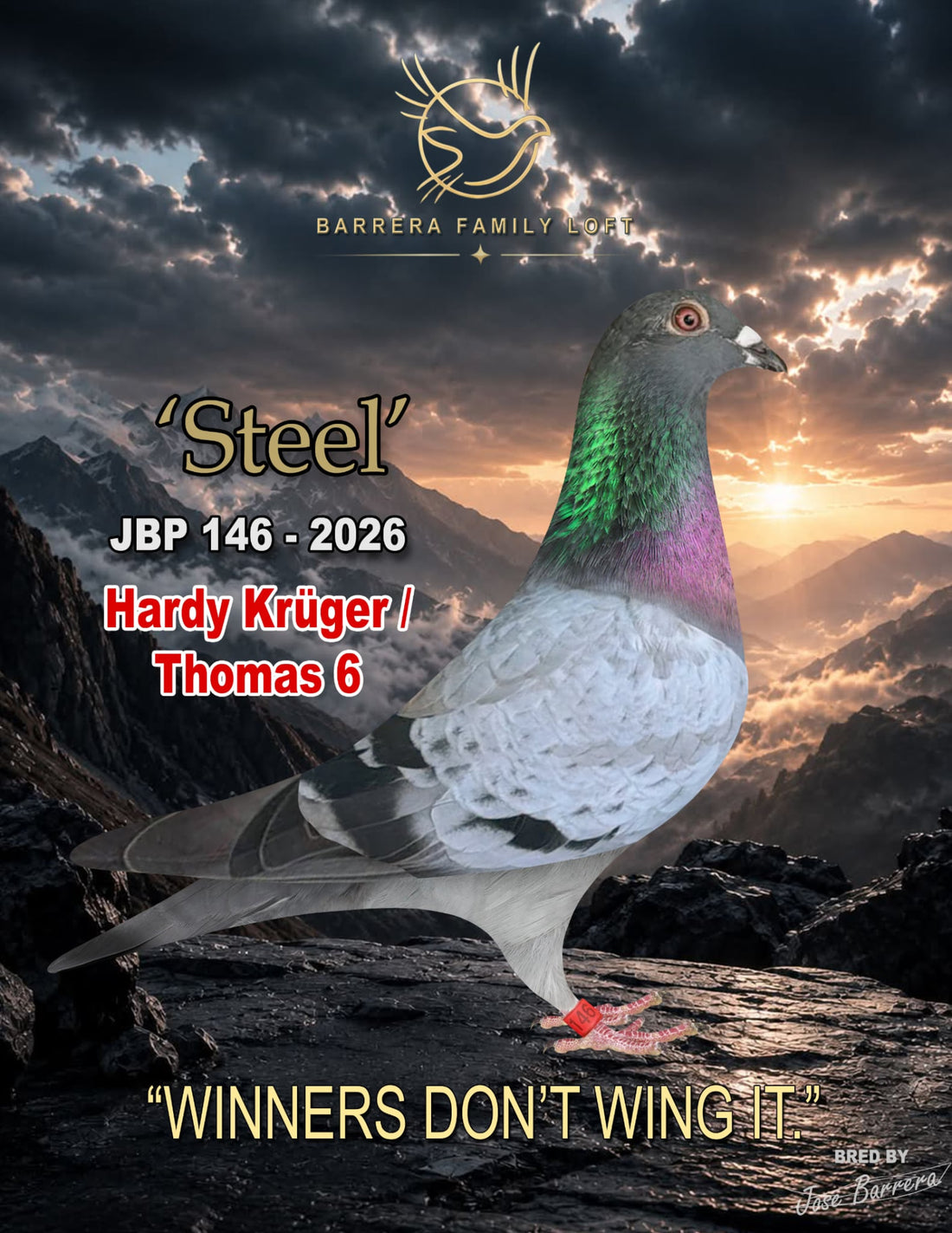 Steel JBP 146-2026 racing pigeon