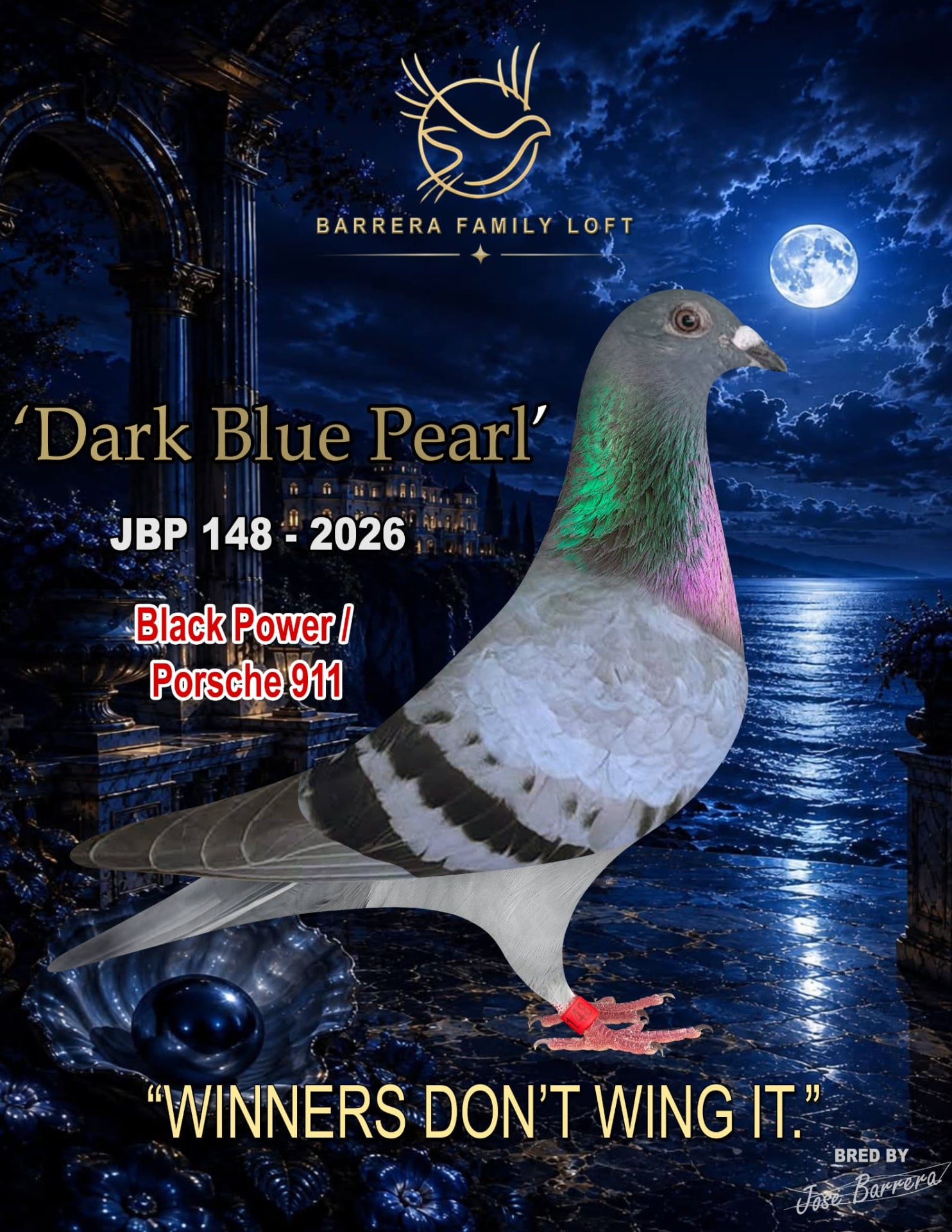Dark Blue Pearl JBP 148-2026 racing pigeon