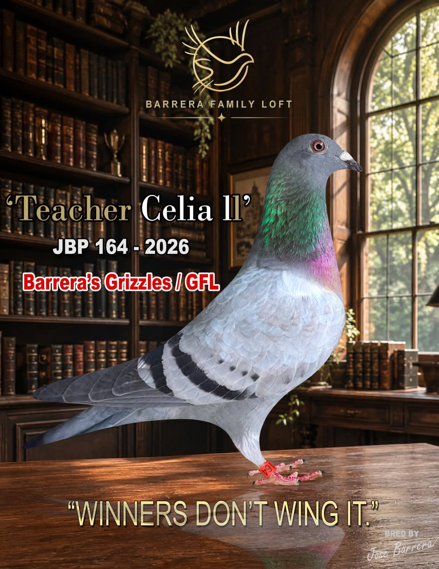Teacher Celia II JBP 164-2026 racing pigeon