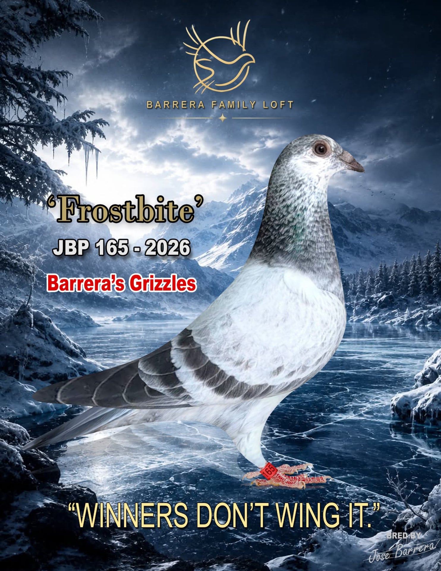 Frostbite JBP 165-2026 racing pigeon