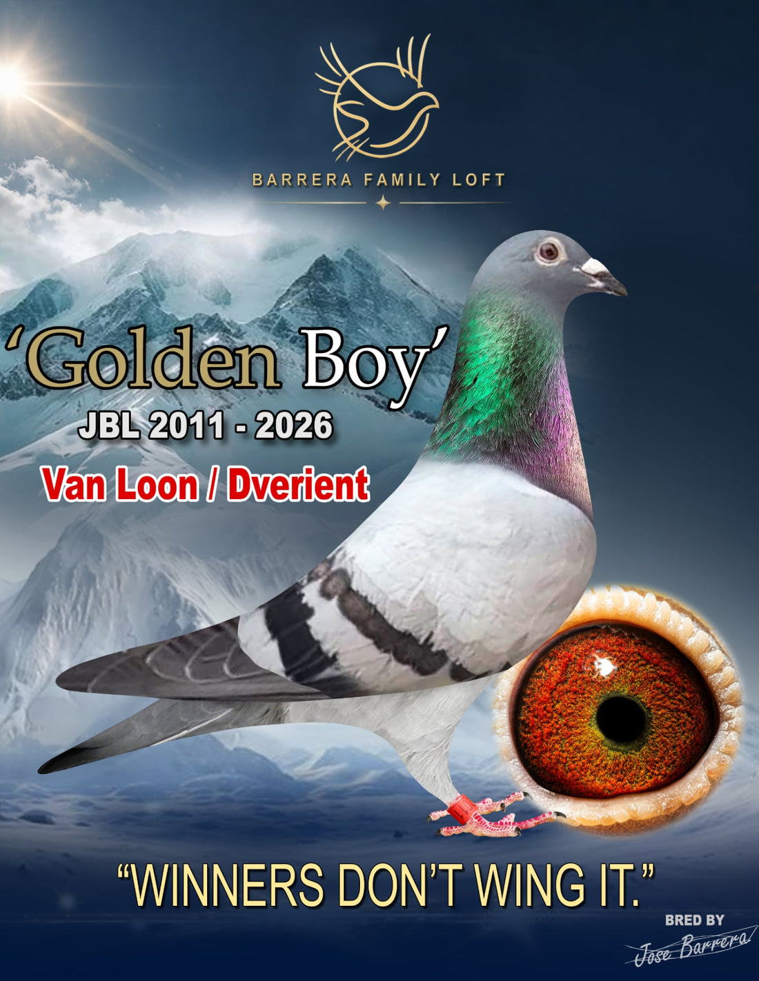 Golden Boy JBL 2011-2026 racing pigeon