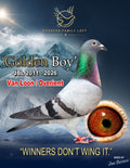 Golden Boy JBL 2011-2026 racing pigeon