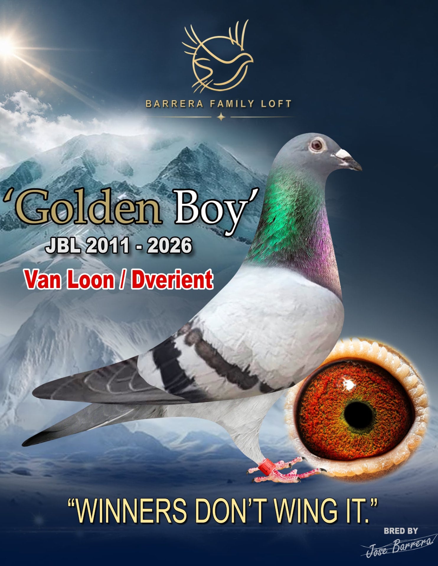 Golden Boy JBL 2011-2026 racing pigeon