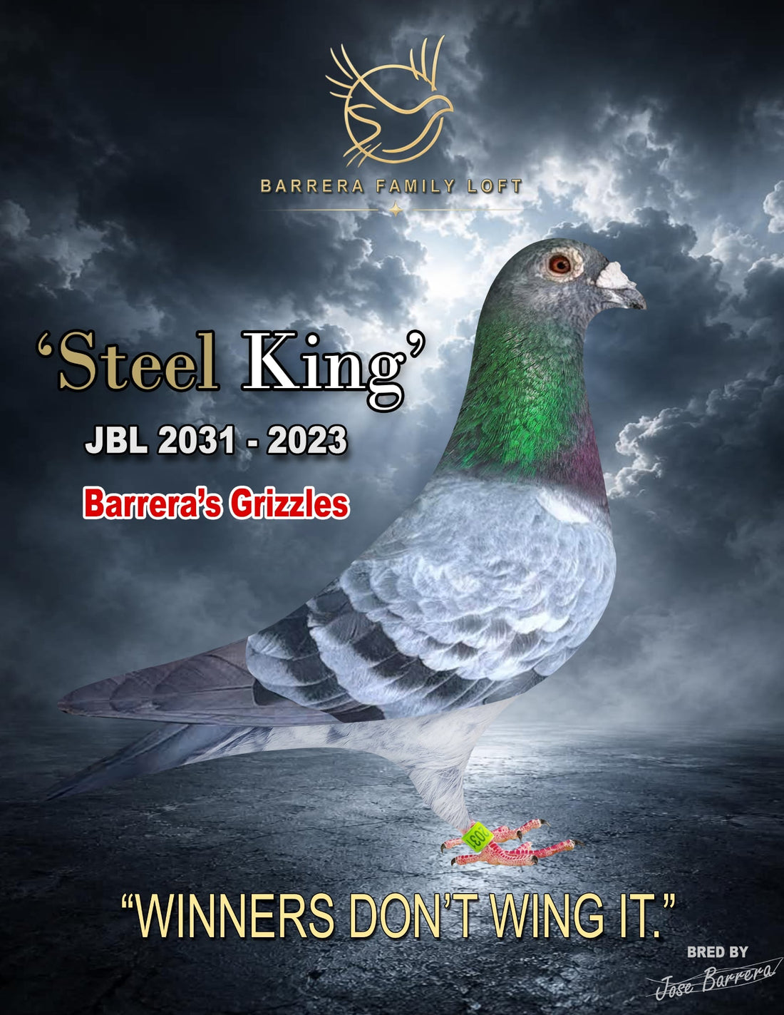 Steel King — JBL 2031-2023 racing pigeon