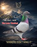 Golden Girl JBL 2041-2026 racing pigeon