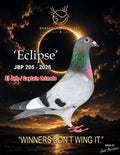 Eclipse JBP 205-2026 racing pigeon from Barrera Family Loft