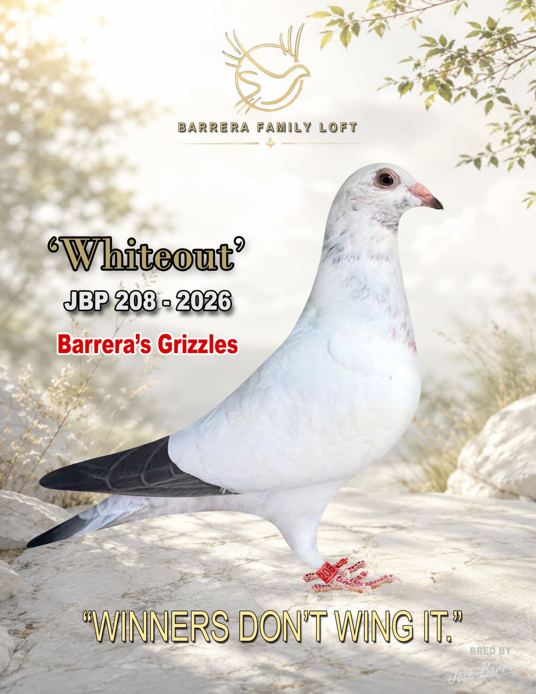 Whiteout JBP 208-2026 racing pigeon from Barrera Family Loft