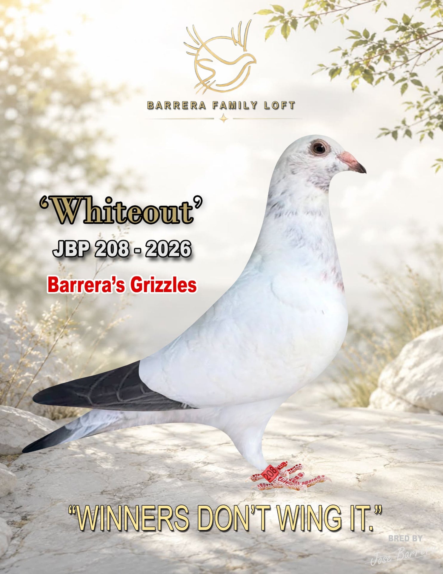 Whiteout JBP 208-2026 racing pigeon from Barrera Family Loft