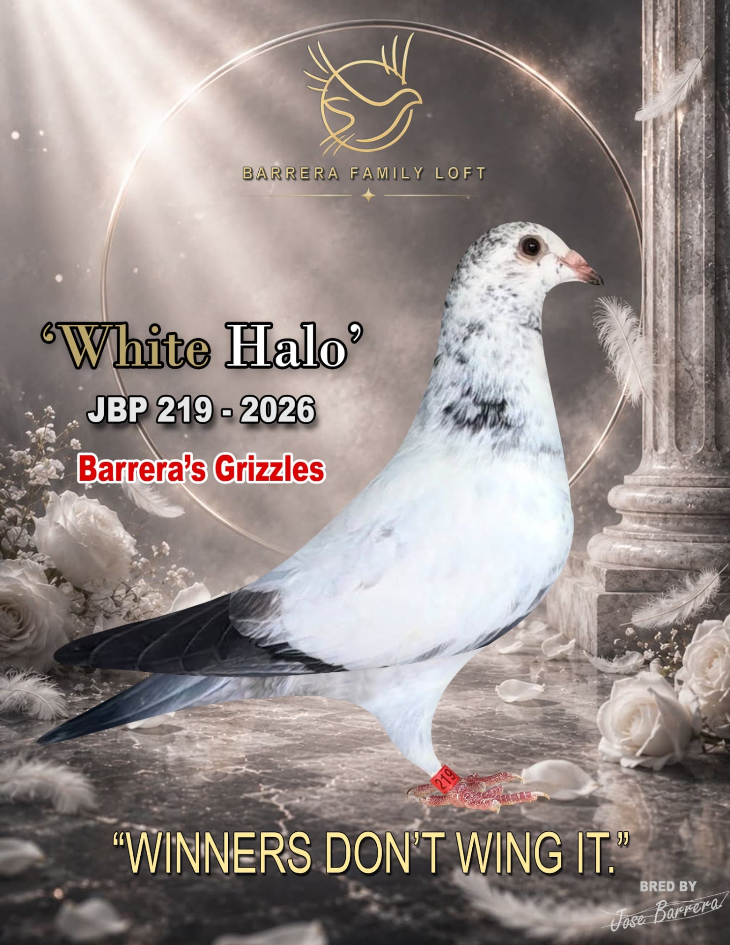 White Halo JBP 219-2026 racing pigeon