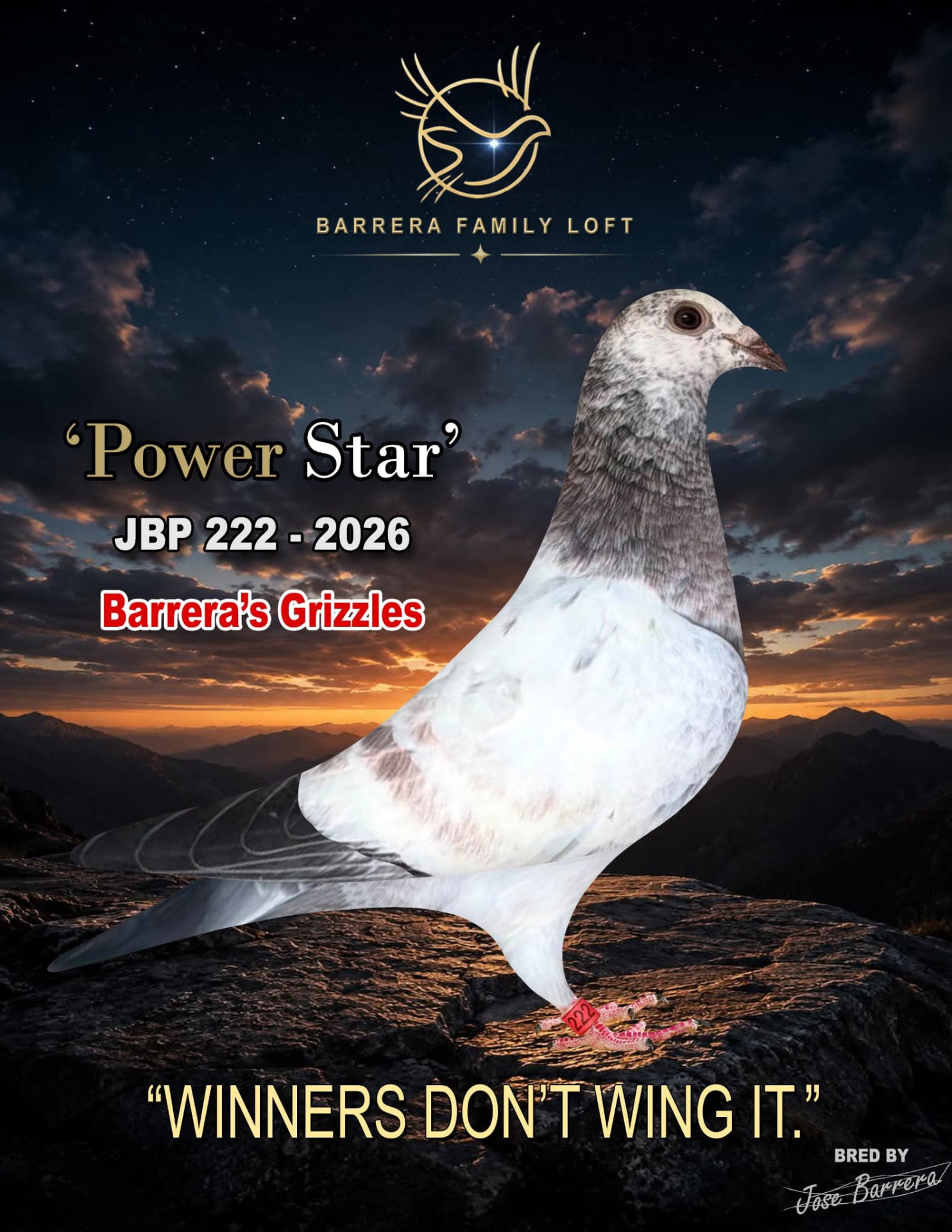 Power Star JBP 222-2026 racing pigeon