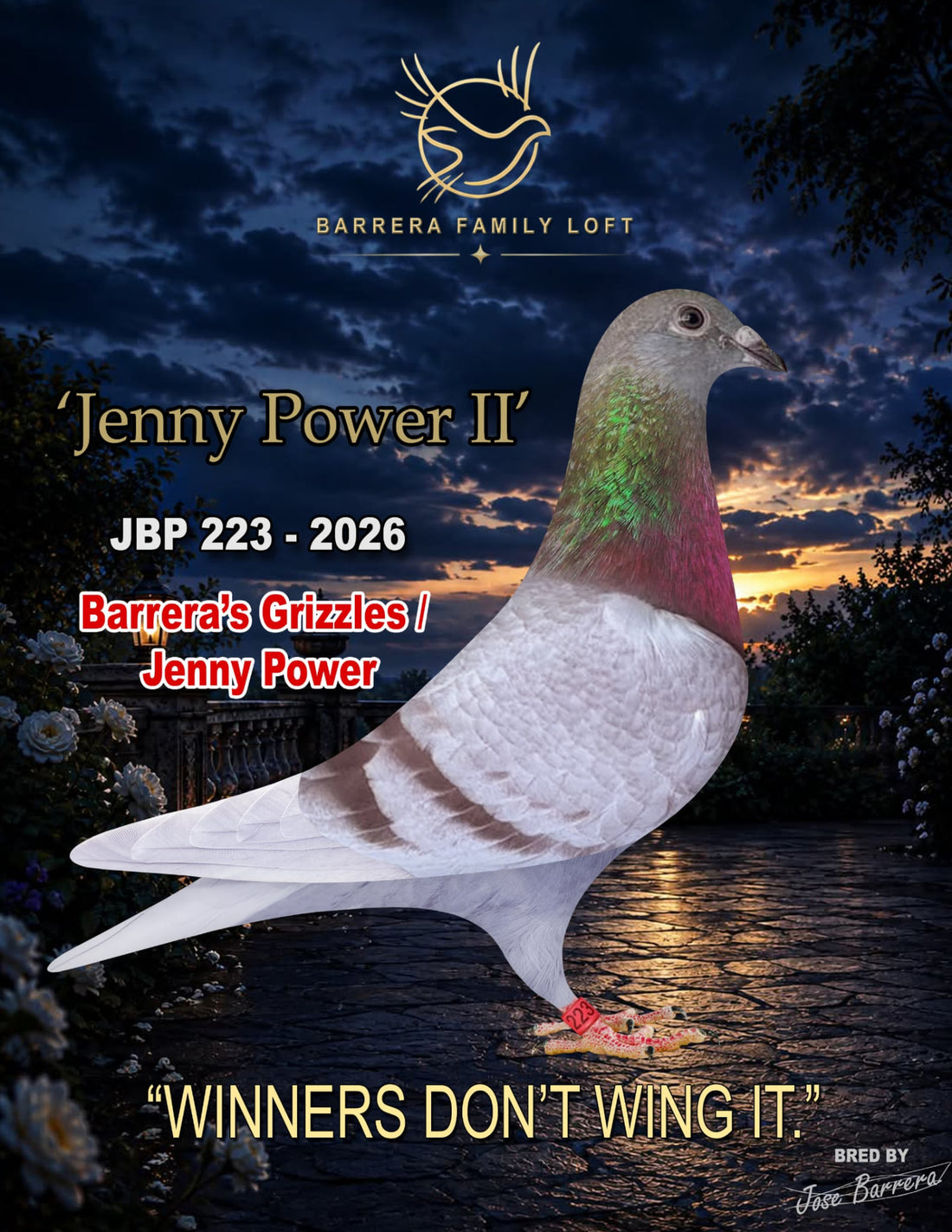 Jenny Power II JBP 223-2026 racing pigeon from Barrera Family Loft