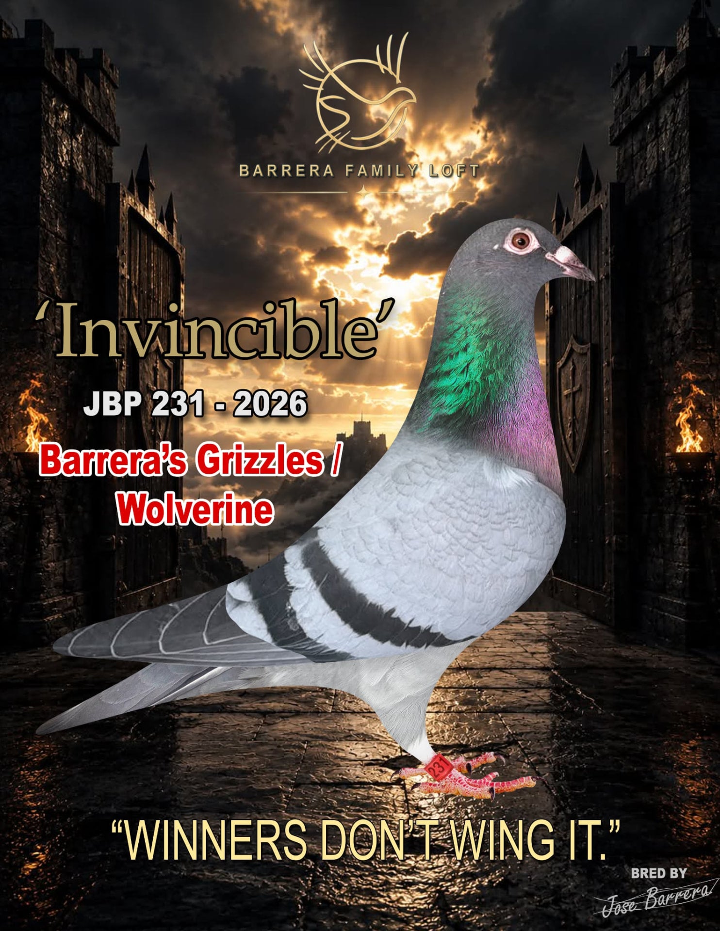 Invincible JBP 231-2026 racing pigeon from Barrera Family Loft