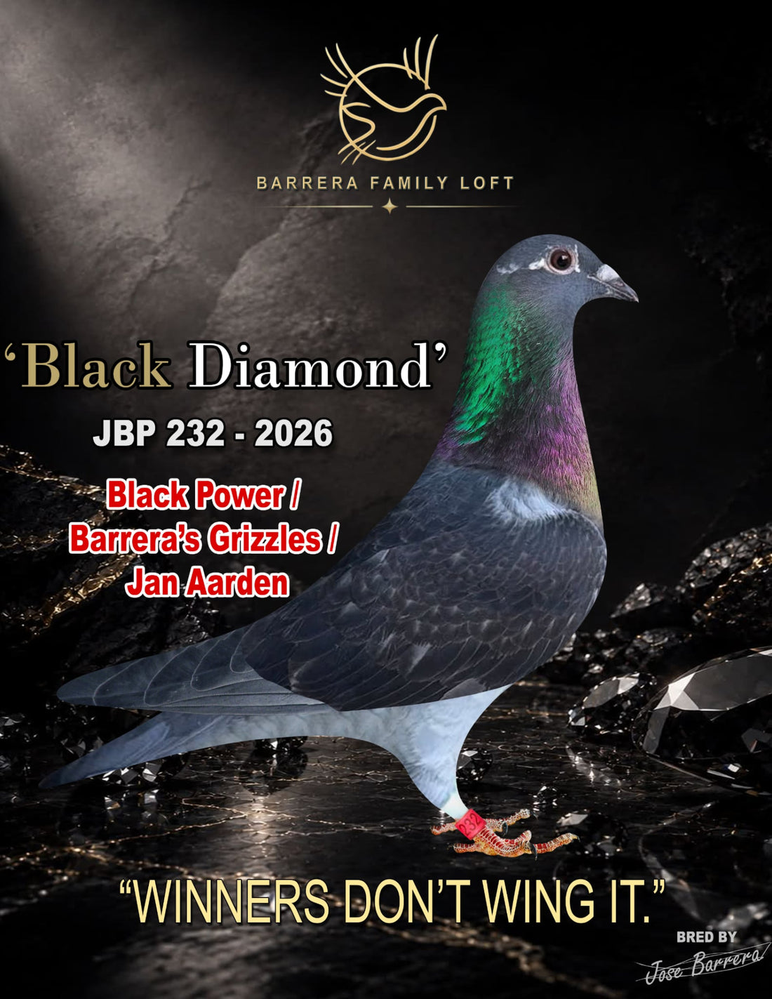 Black Diamond JBP 232-2026 racing pigeon