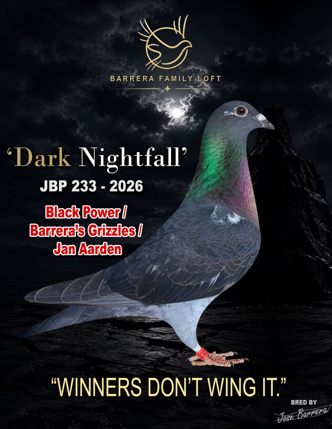 Dark Nightfall — JBP 233-2026 racing pigeon