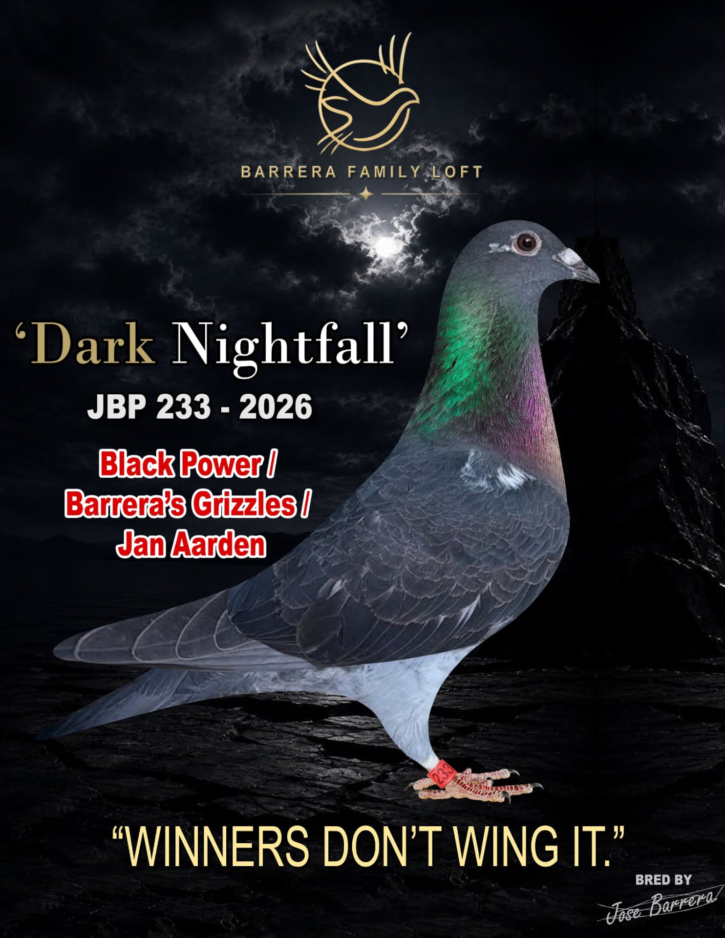 Dark Nightfall JBP 233-2026 racing pigeon