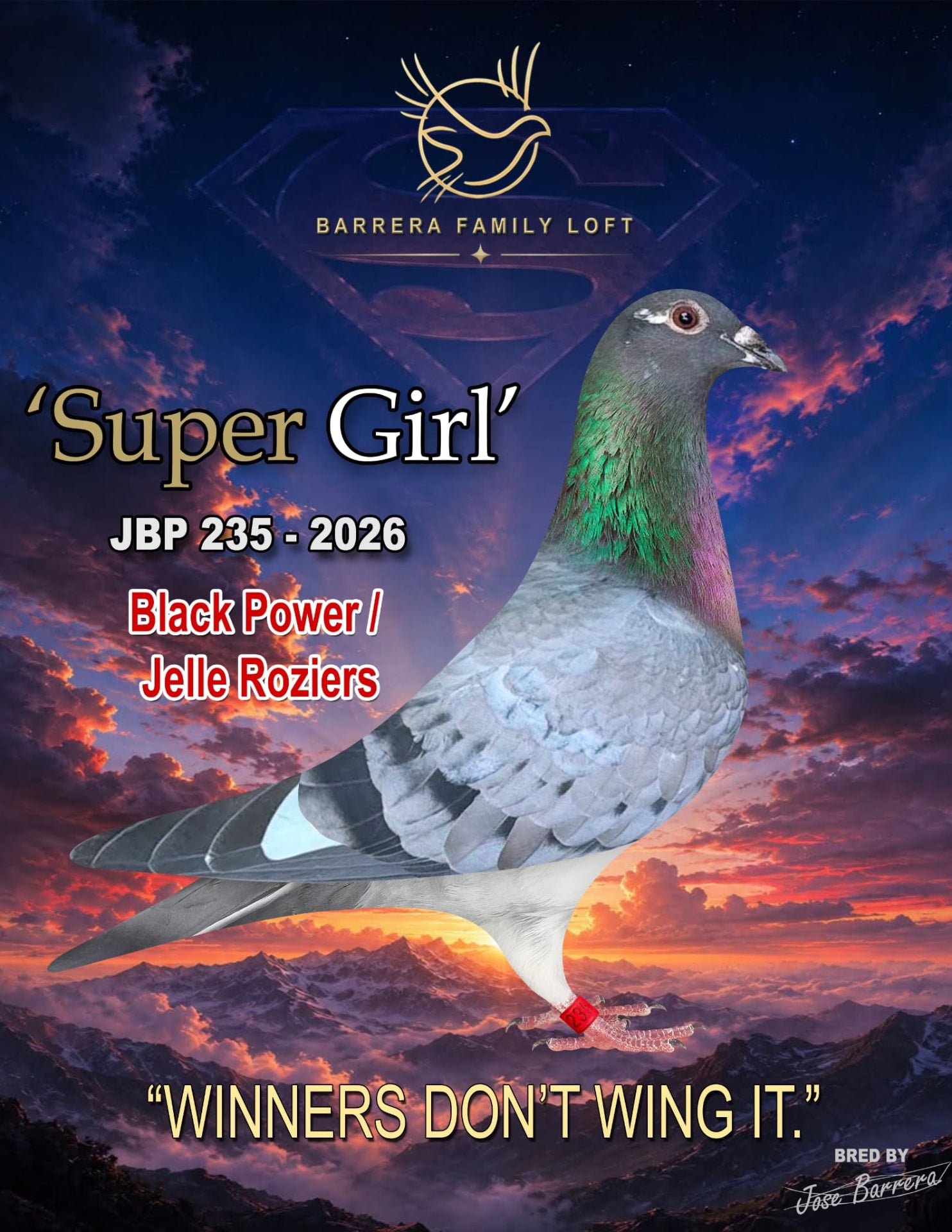 Super Girl JBP 235-2026 racing pigeon from Barrera Family Loft