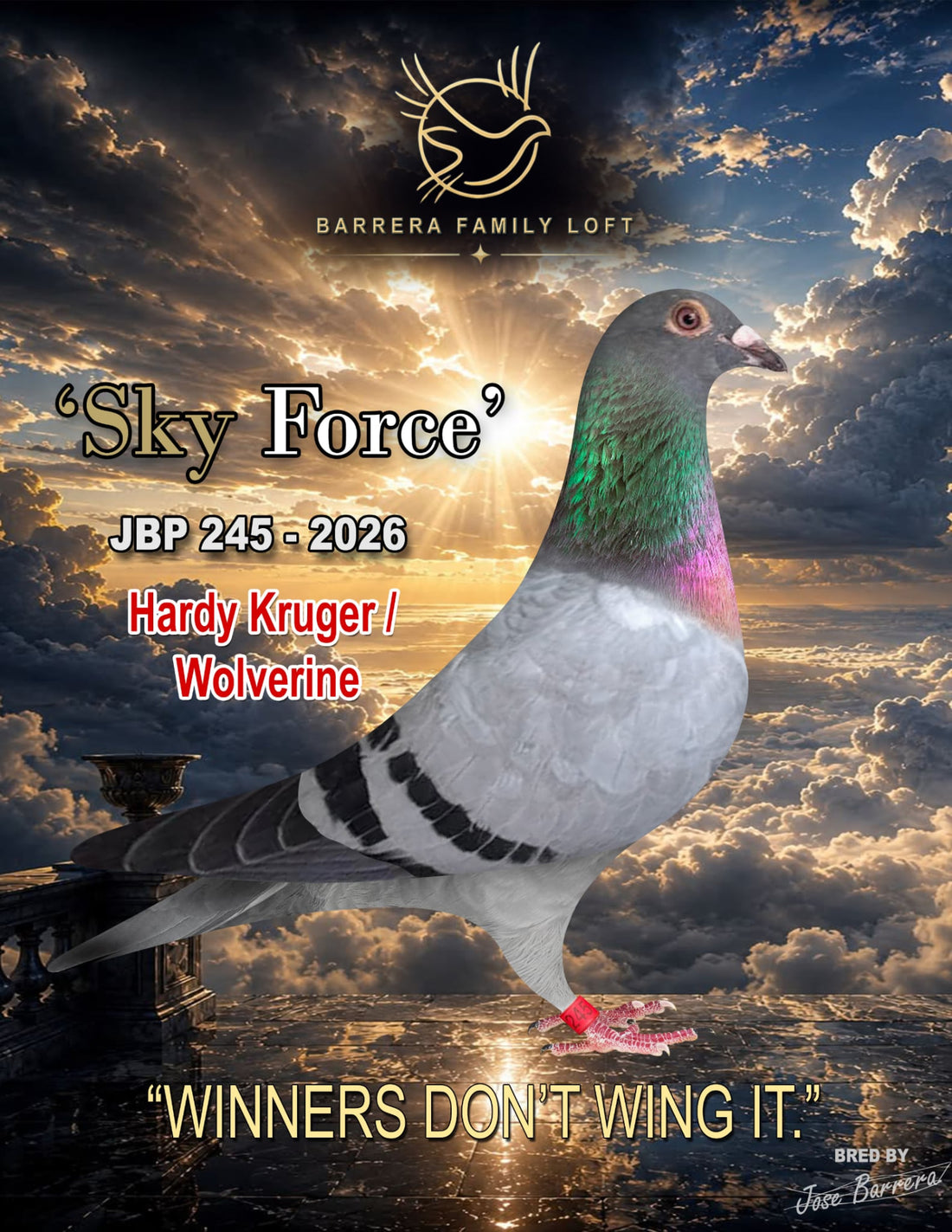 Sky Force JBP 245-2026 racing pigeon