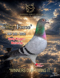 Sky Force JBP 245-2026 racing pigeon