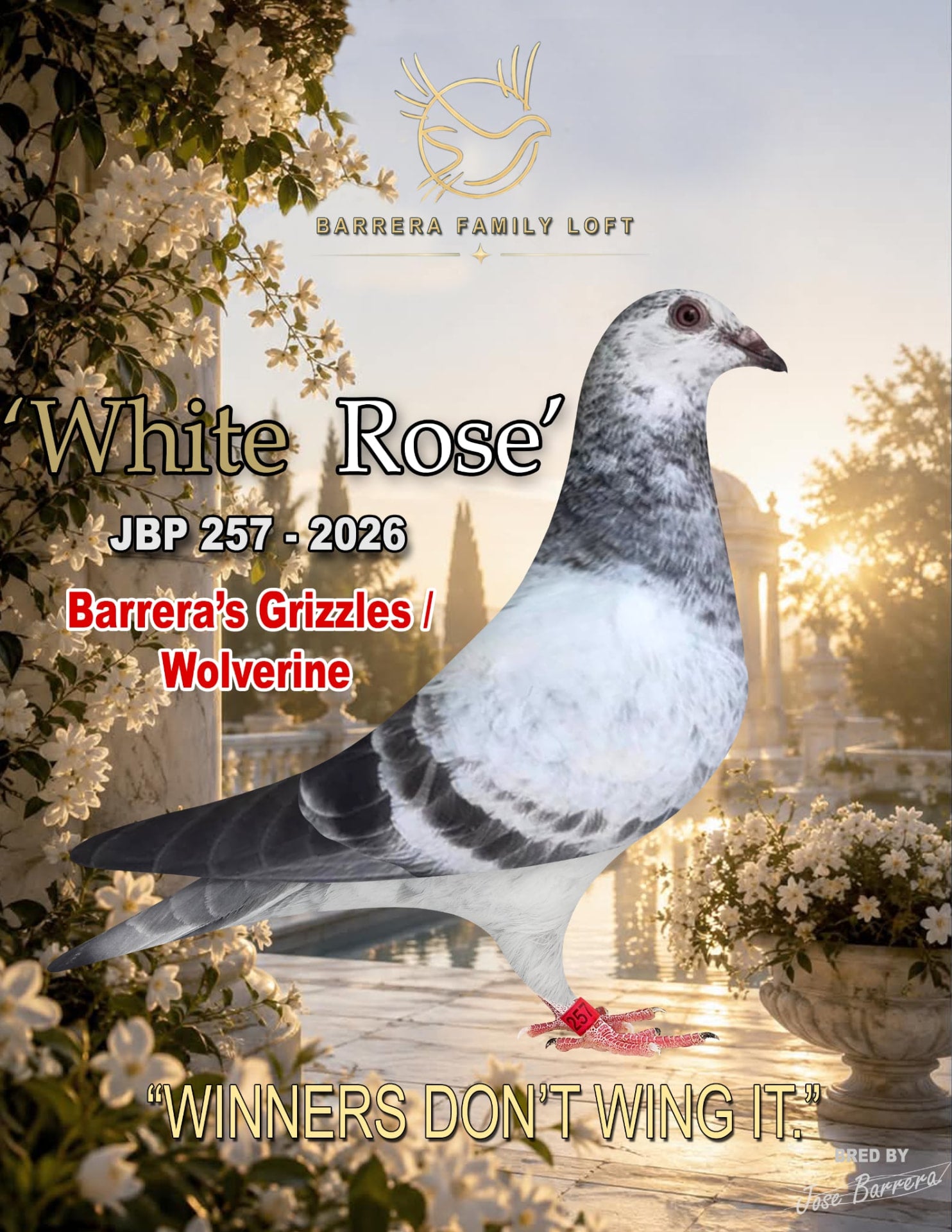 White Rose JBP 257-2026 racing pigeon
