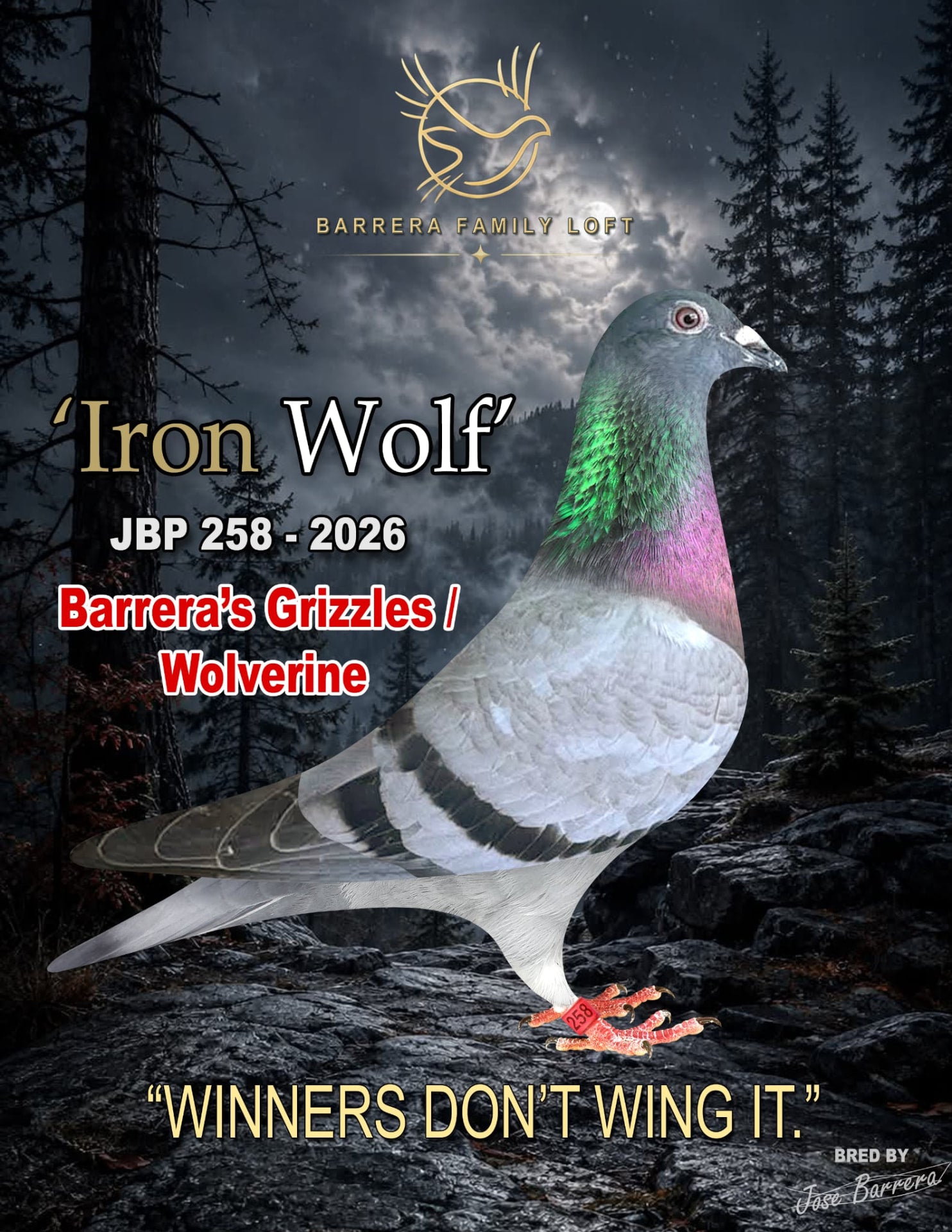 Iron Wolf JBP 258-2026 racing pigeon