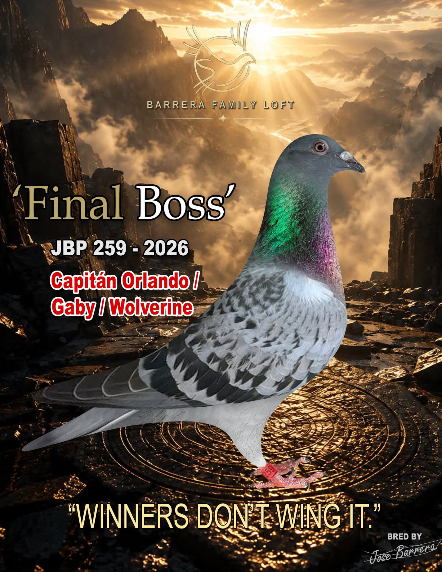 Final Boss JBP 259-2026 racing pigeon