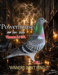 Powerhouse JBP 264-2026 racing pigeon