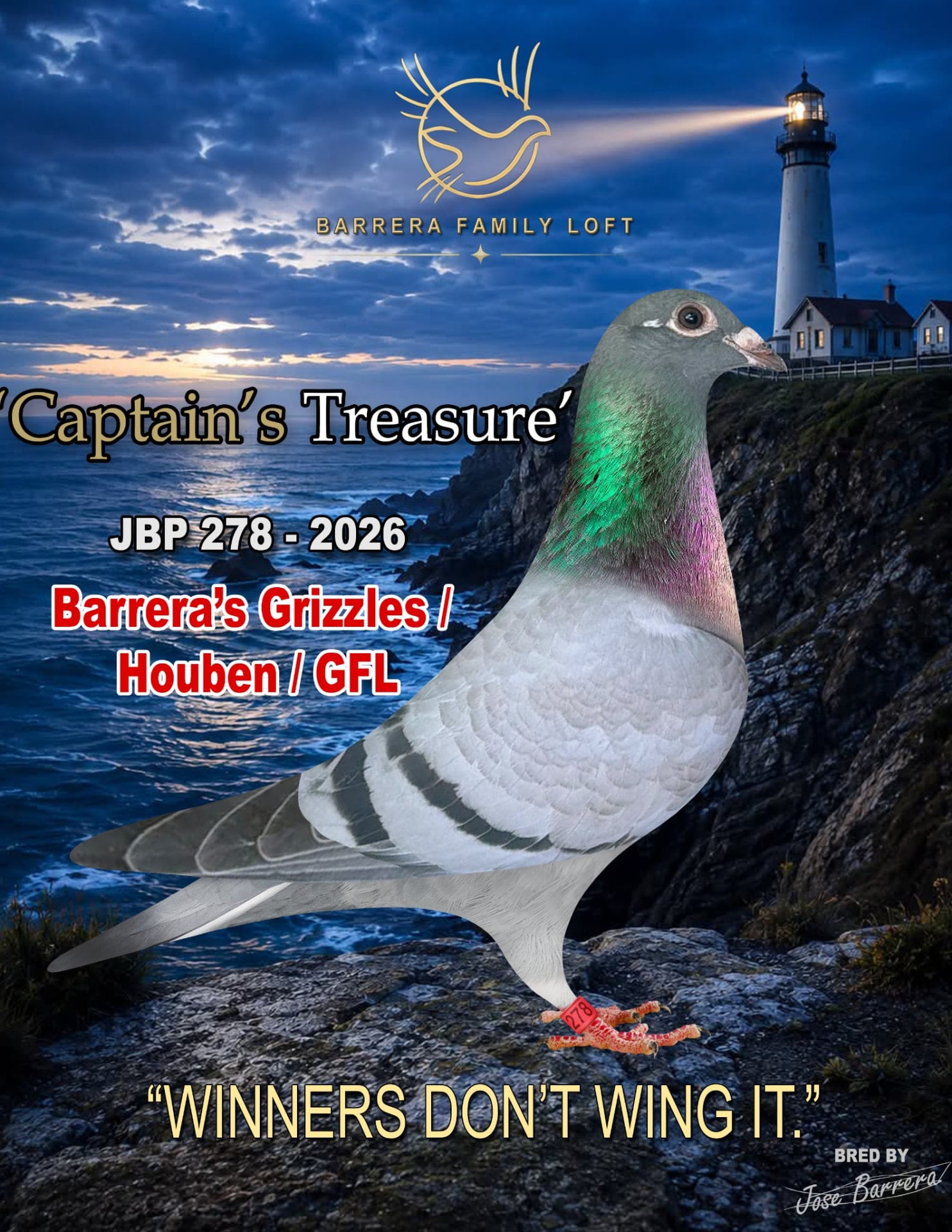 Captain's Treasure JBP 278-2026 racing pigeon