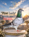 First Lady JBP 279-2026 racing pigeon