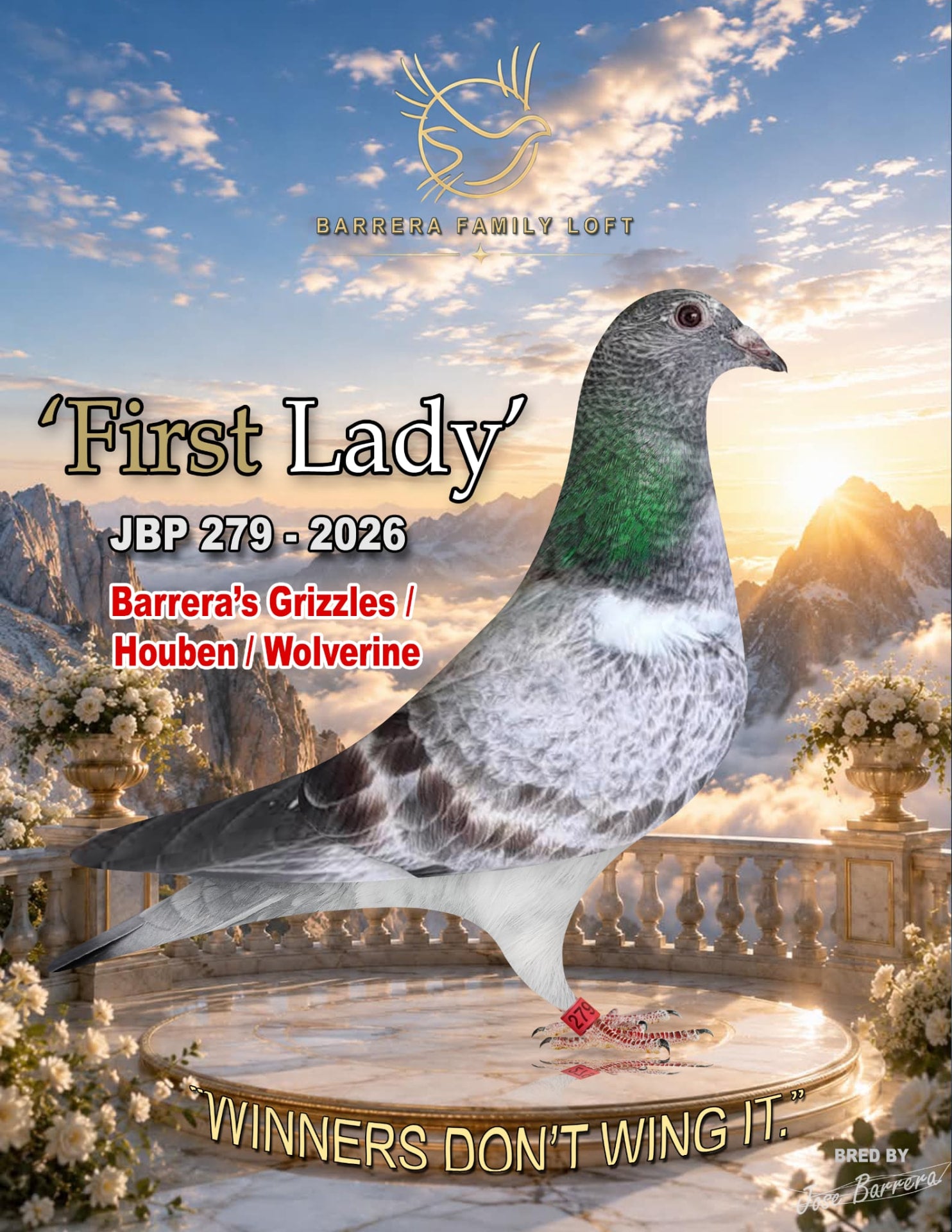 First Lady JBP 279-2026 racing pigeon