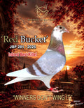 Red Bucket JBP 281-2026 racing pigeon