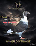 Shadow Splash JBP 284-2026 racing pigeon