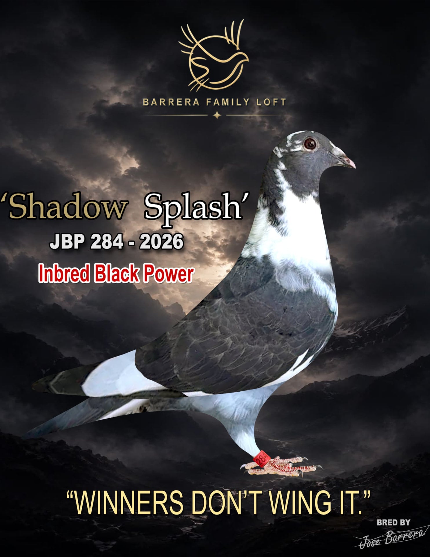 Shadow Splash JBP 284-2026 racing pigeon