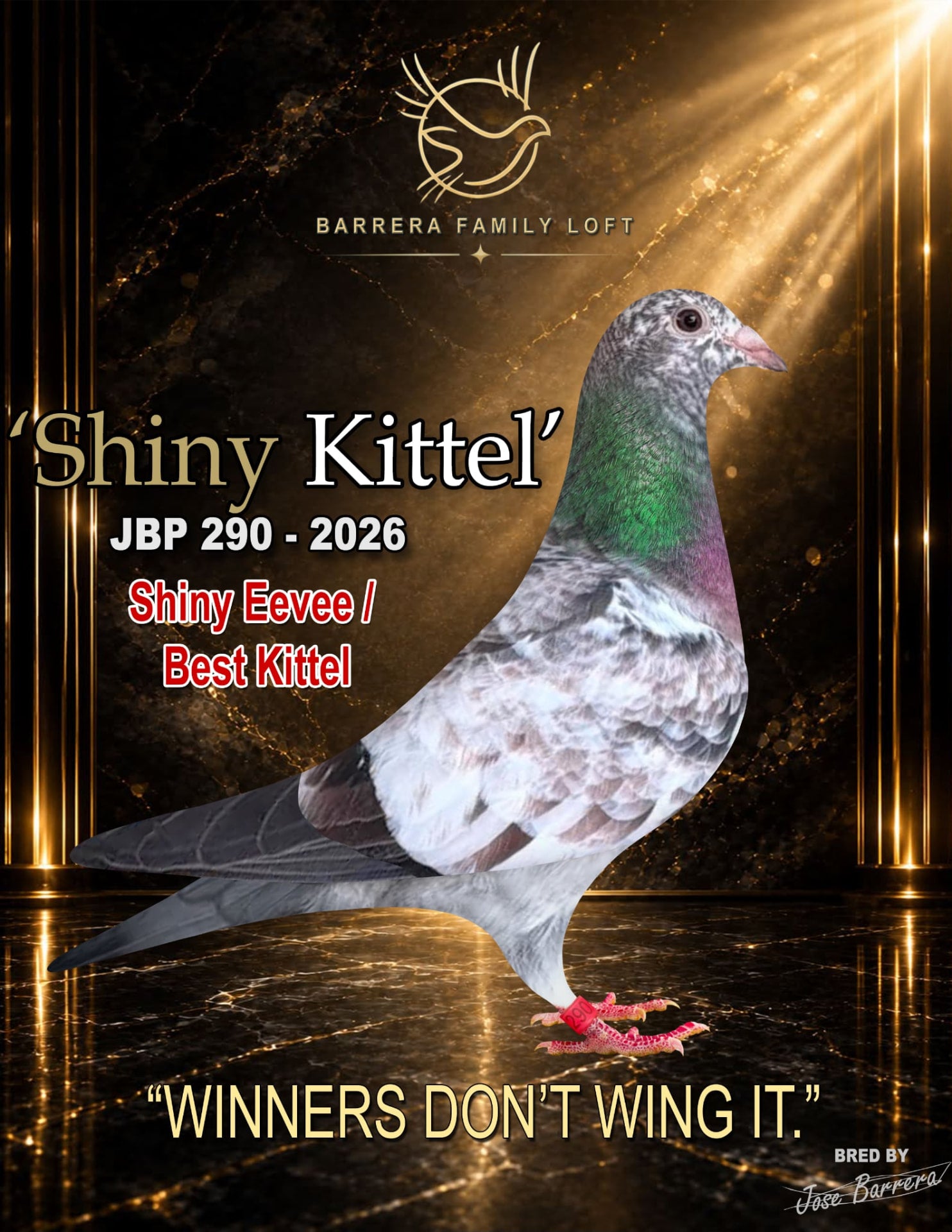 Shiny Kittel JBP 290-2026 racing pigeon