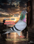 Porsche 293 JBP 293-2026 racing pigeon