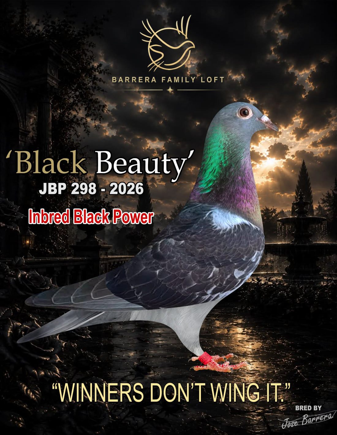 Black Beauty JBP 298-2026 racing pigeon
