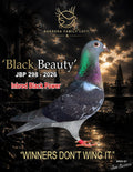 Black Beauty JBP 298-2026 racing pigeon