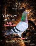 Odyssey JBP 300-2026 racing pigeon