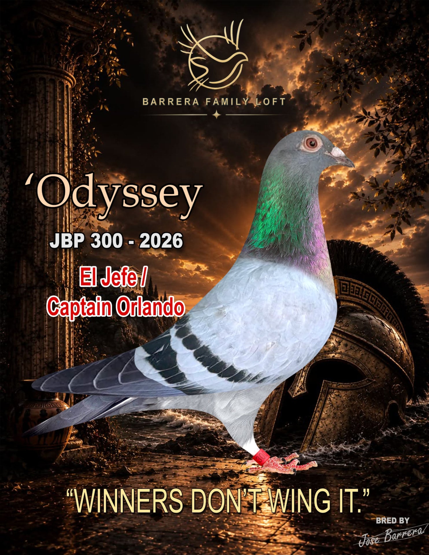 Odyssey JBP 300-2026 racing pigeon