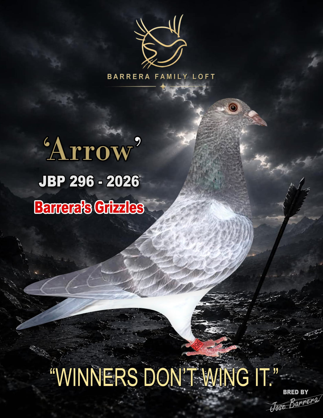 Arrow — JBP 296-2026, Barrera's Grizzles racing pigeon bred by Barrera Family Loft