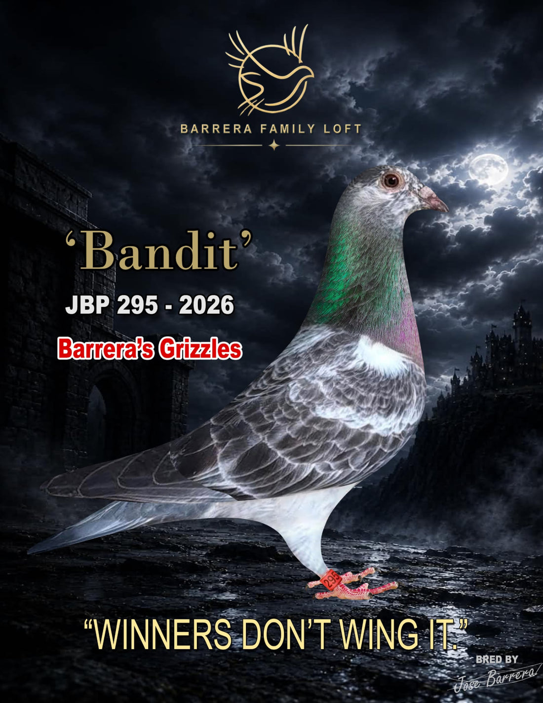 Bandit — JBP 295-2026, Barrera's Grizzles racing pigeon bred by Barrera Family Loft