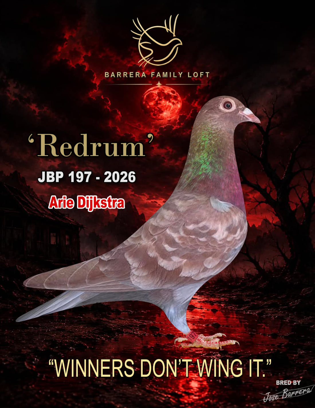 Redrum — JBP 197-2026, Arie Dijkstra racing pigeon bred by Barrera Family Loft