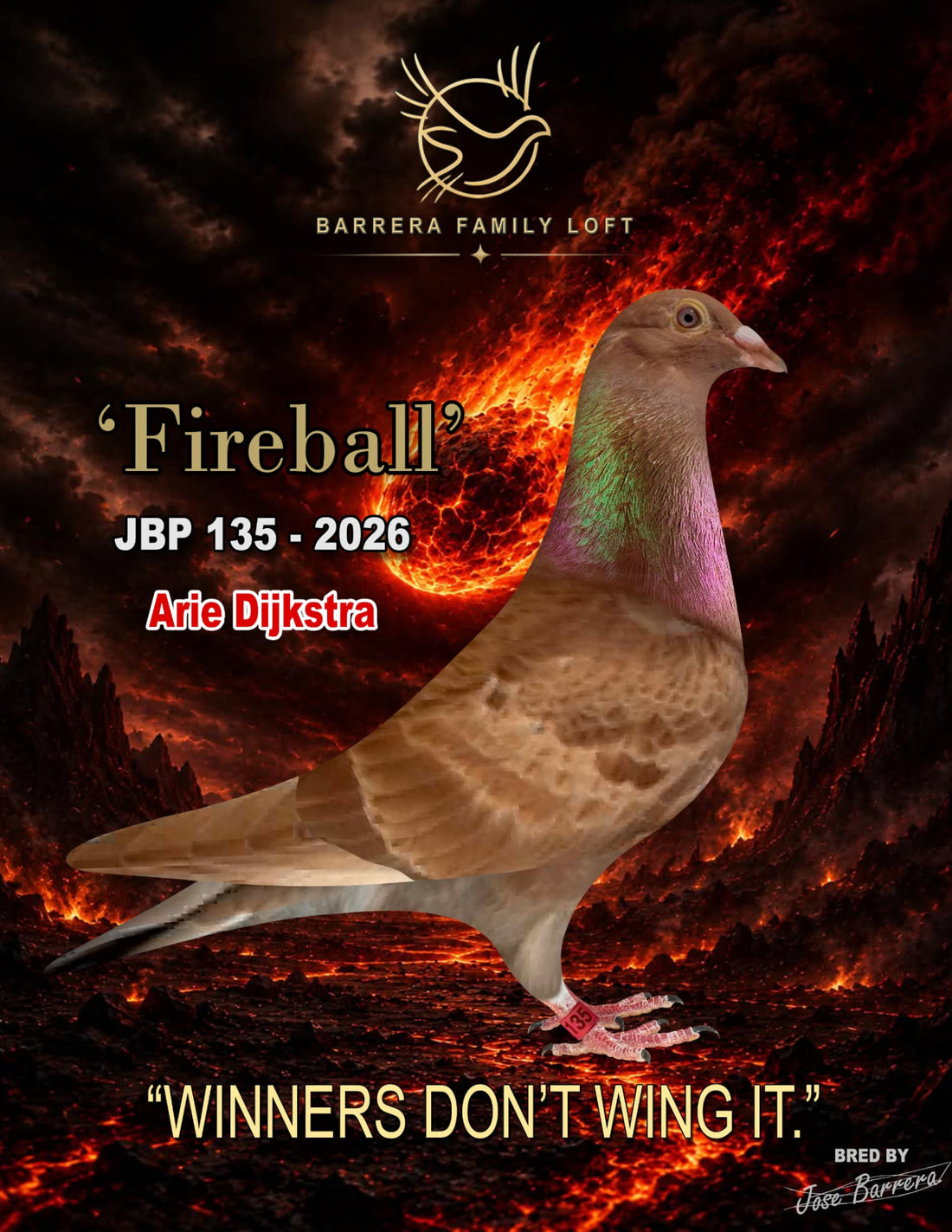 Fireball — JBP 135-2026, Arie Dijkstra racing pigeon bred by Barrera Family Loft