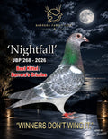 Nightfall — JBP 268-2026 champion racing pigeon