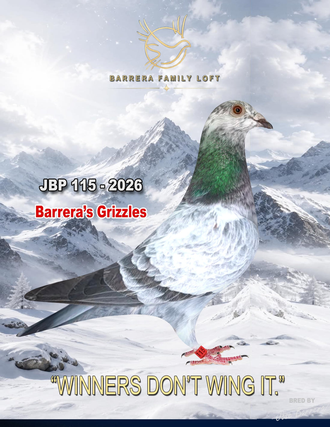 Grizzle Boy — JBP 115-2026, Barrera's Grizzles racing pigeon bred by Barrera Family Loft