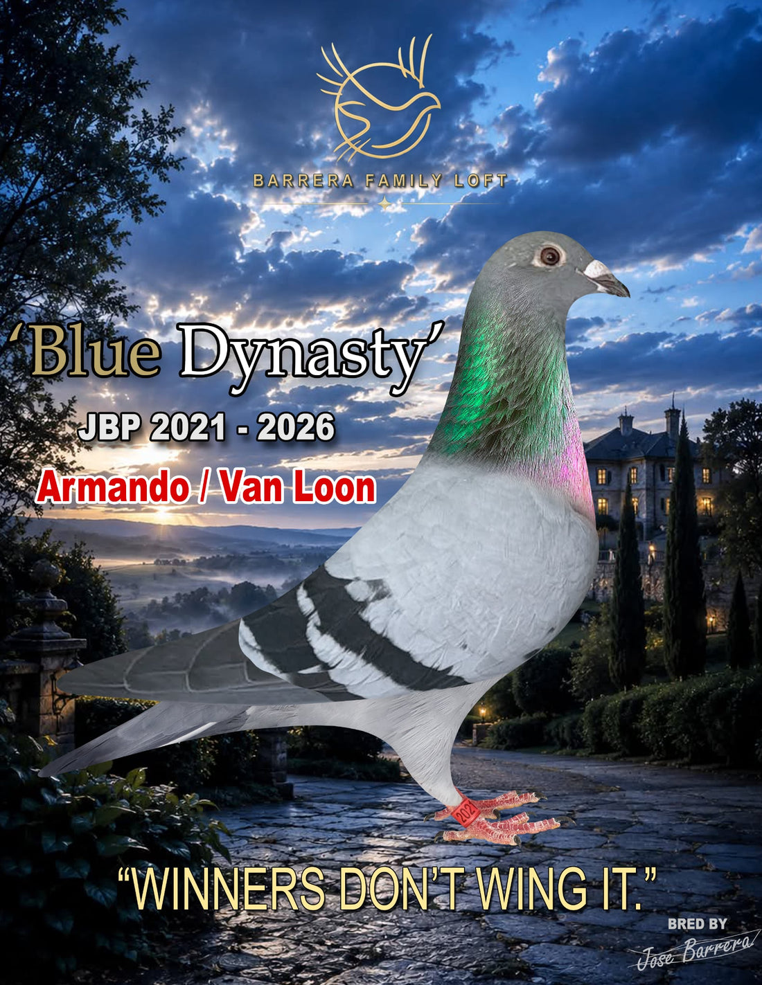 Blue Dynasty JBP 2021-2026 racing pigeon from Barrera Family Loft
