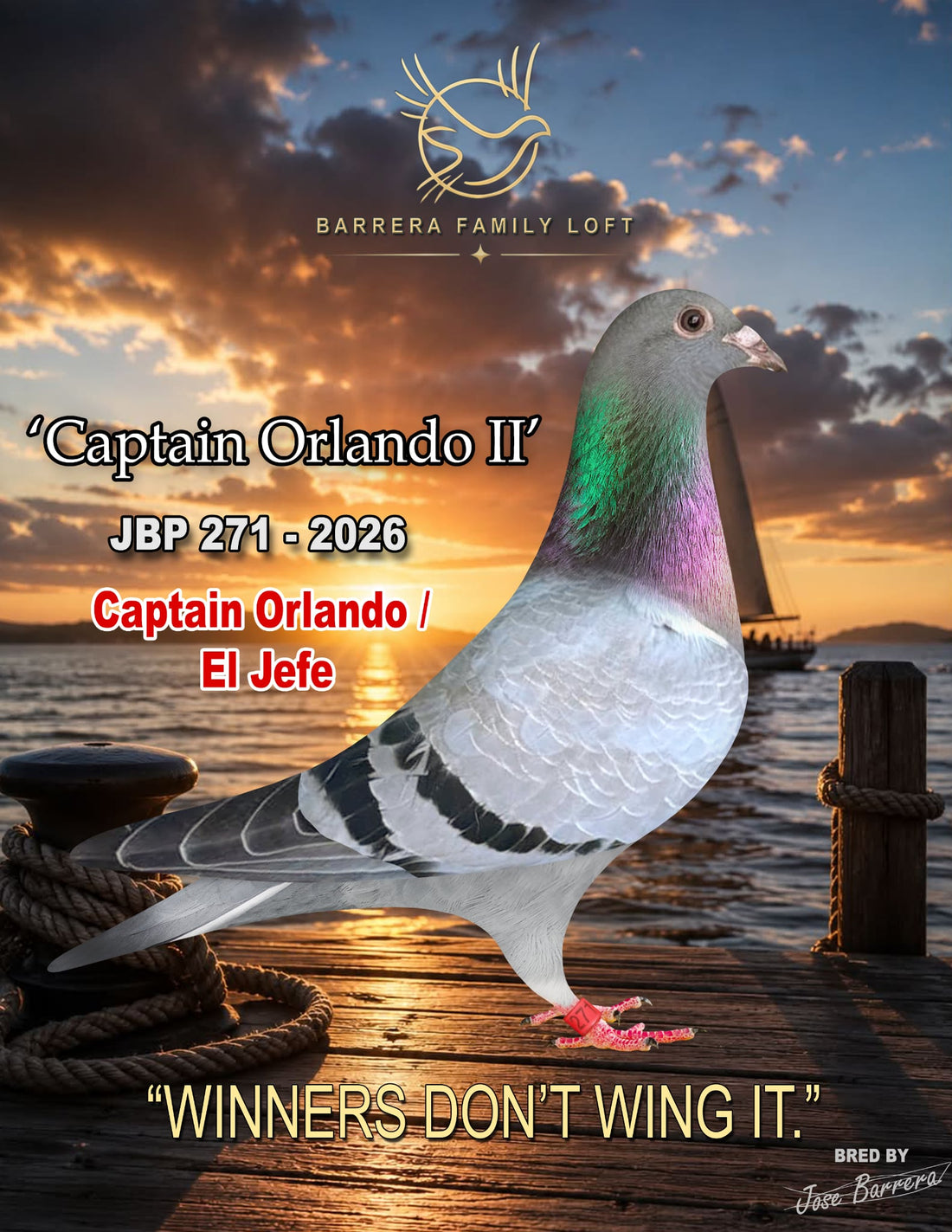 Captain Orlando II JBP 271-2026 racing pigeon from Barrera Family Loft