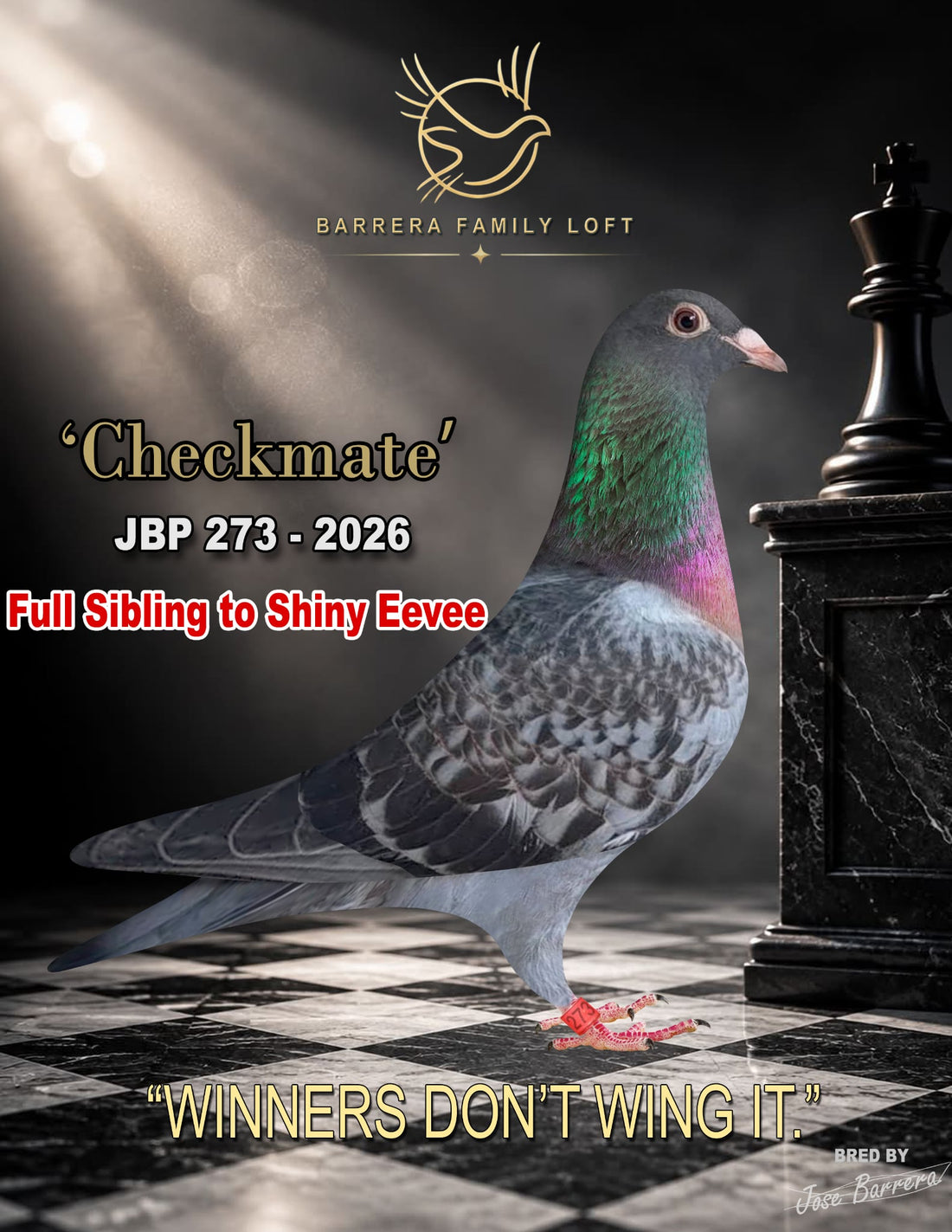 Checkmate JBP 273-2026 racing pigeon from Barrera Family Loft